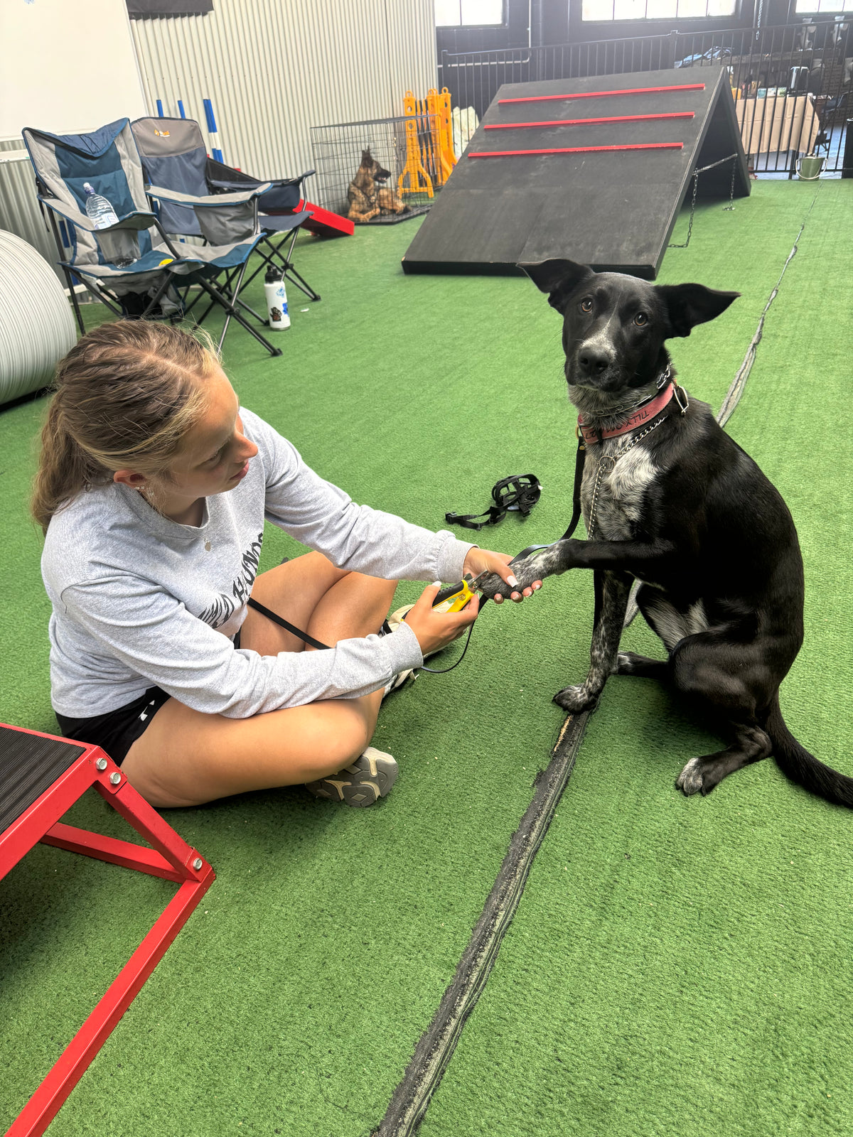 Best dog training class in Adelaide: Learn the art of Freeshaping!!!!! 
**Unlock the Power of Free Shaping: A Hands-On Training Class**
Are you living in Adelaide and ready to take your dog training to the next level? Look no further! Our free shaping class is designed to help you and your furry friend develop a deeper bond, build confidence, and exercise problem-solving skills.