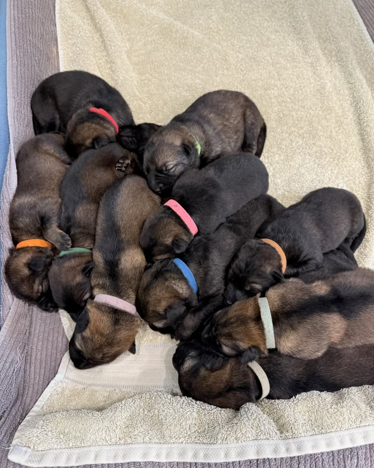 A group of sleeping puppies clustered together on a cream-coloured blanket, wearing small colourful collars.