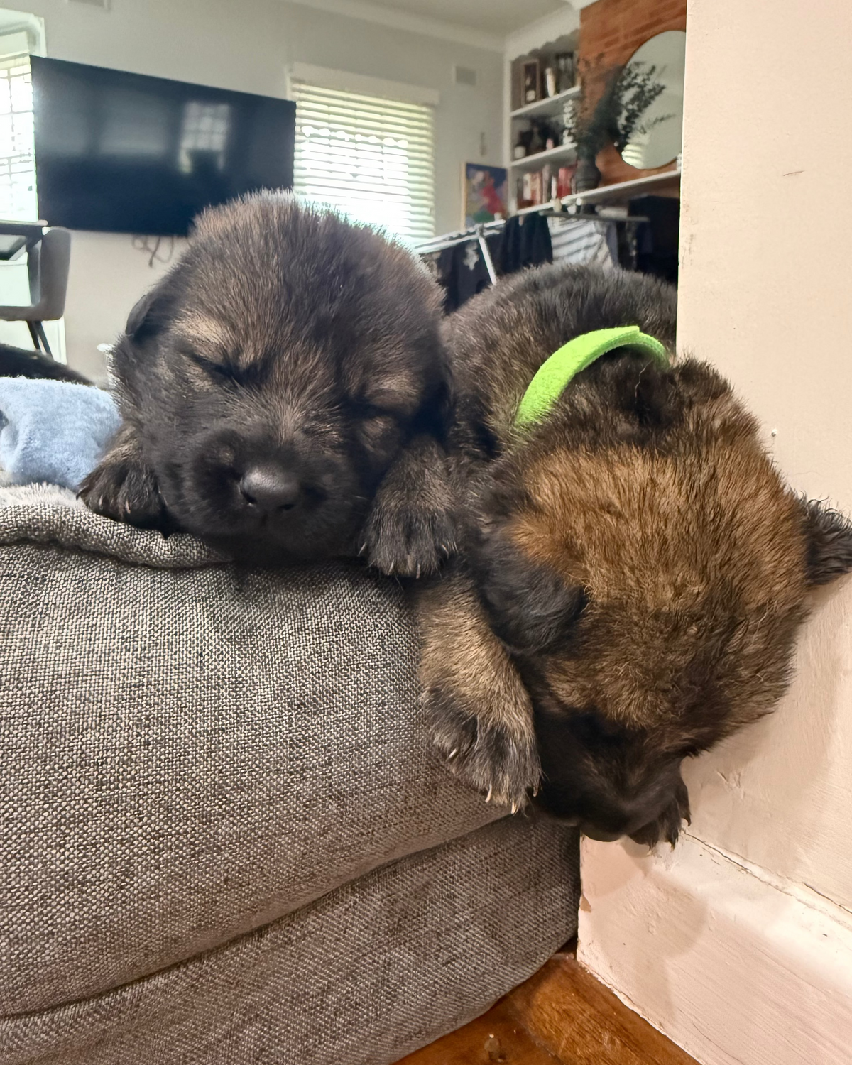 Two sleeping puppies, one black and one brown with a bright green collar, resting on a grey bed in a home interior.