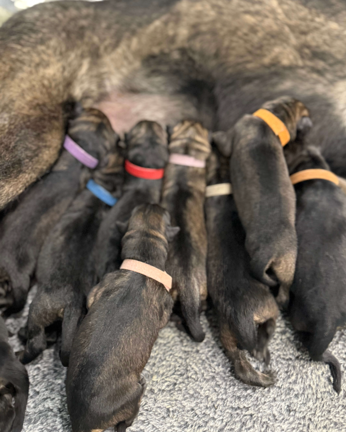 A close-up photo of a litter of newborn puppies nursing from a large mother dog on a grey bed. The puppies are mostly black and dark brown with some wearing colourful collars in purple, blue, red, orange, and beige.