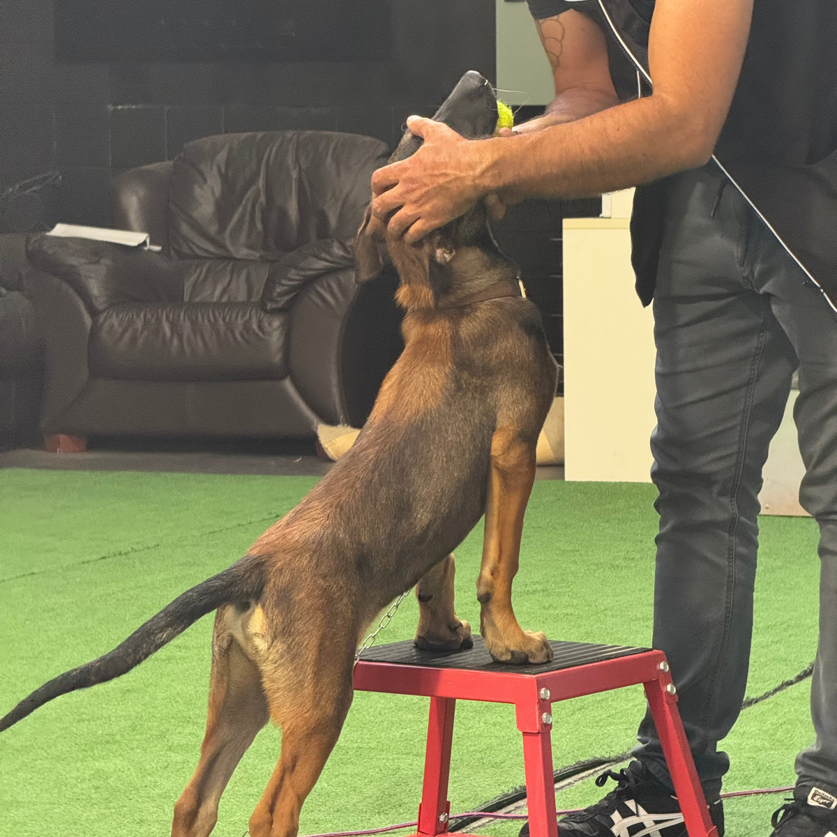 Professional dog trainer at Dog Club SA training dog obedience using equipment.
