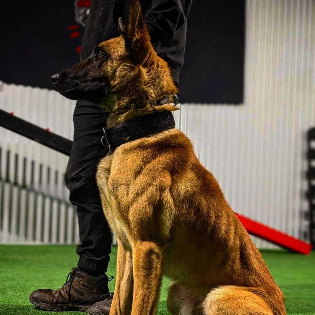 Dog and handler in a training setting on artificial grass.