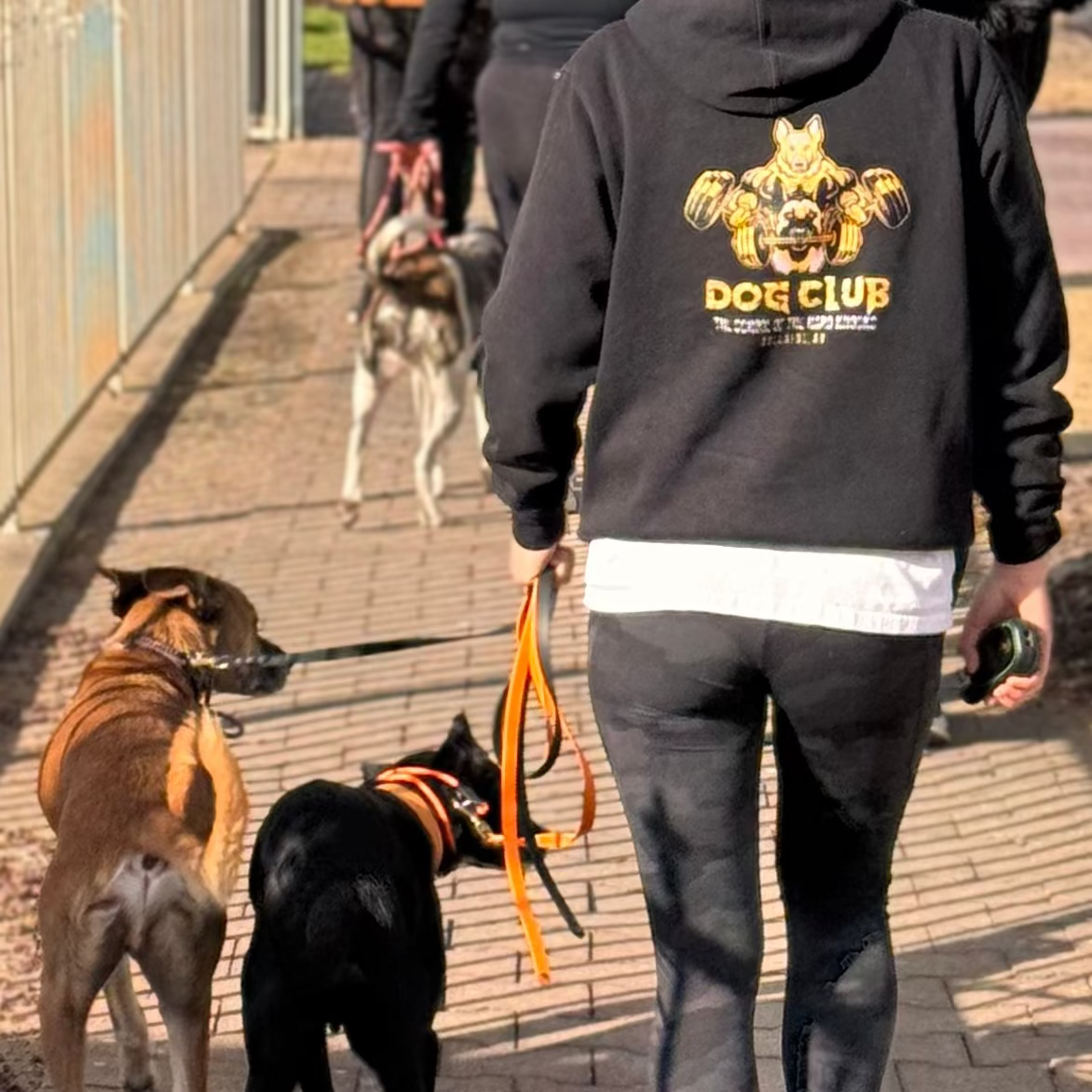 Person walking dogs on a sidewalk with a 'Dog Club' hoodie