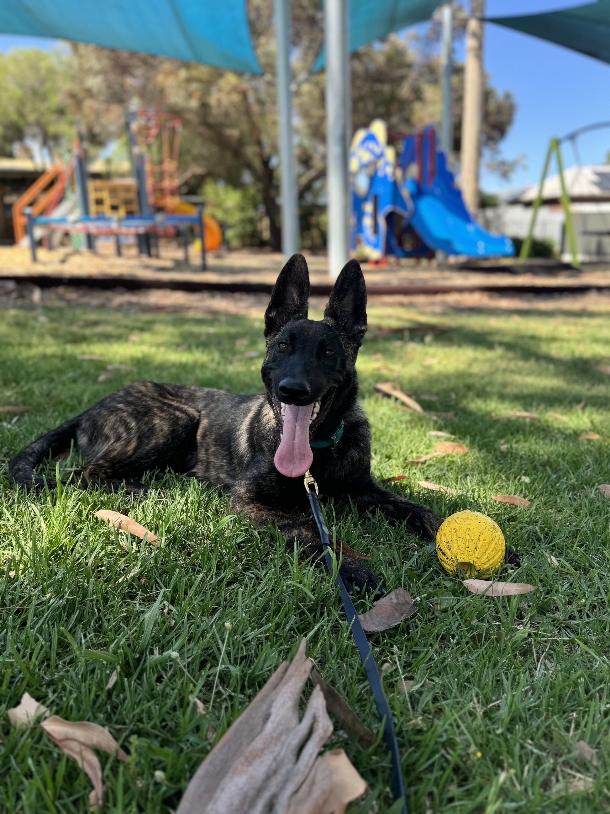 Looking for a doggy daycare in Adelaide that offers more than just playtime? At Hood Hangz, we take doggy daycare to the next level by combining care, engagement, and training. Think of us as the "university" of doggy daycare—your dog will learn, grow, and thrive during their time with us.