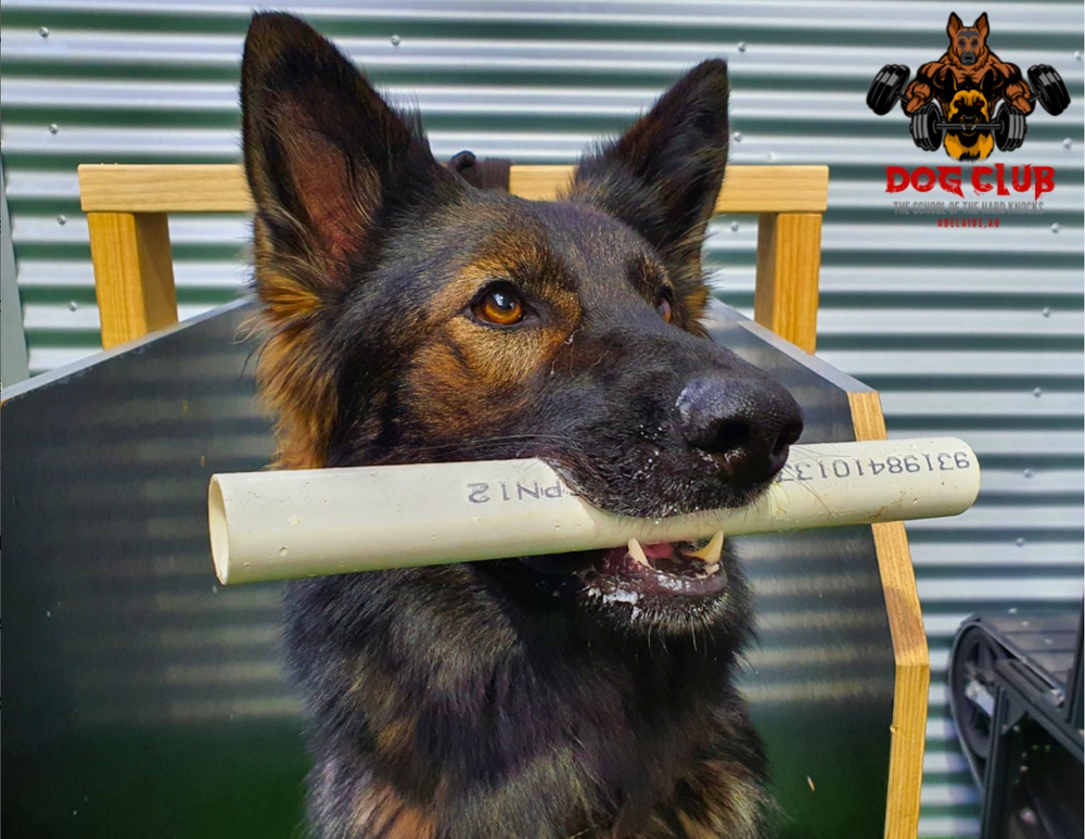 BREEDING Dog Club SA