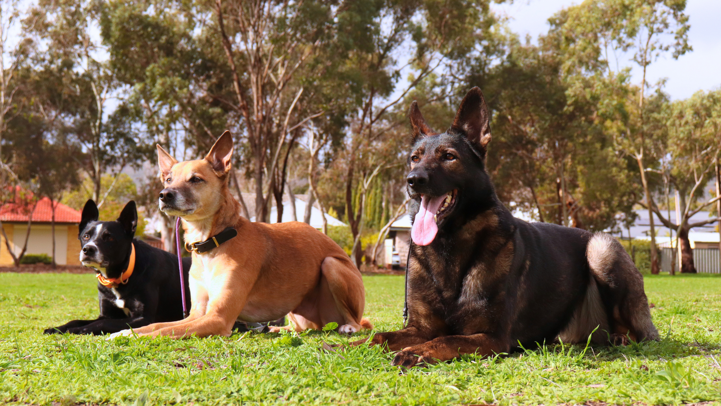 Dog Club SA – Dog Training – From Chaos to Control