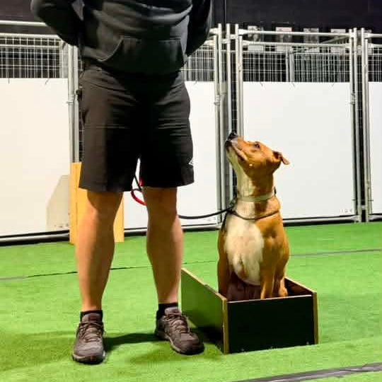 Man in black sweatshirt and blue beanie standing next to a dog training.