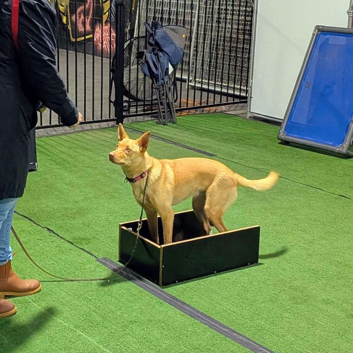 Dog standing in a training box in an indoor setting with a person training the dog