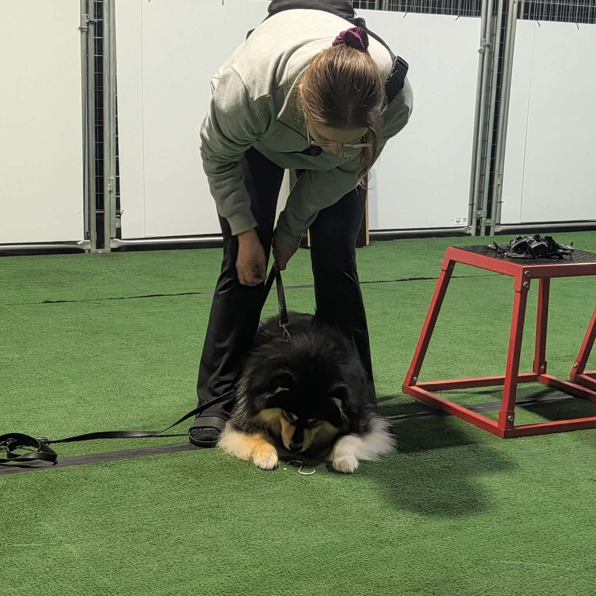 Person training a dog on a green floor with a red training stool in the background