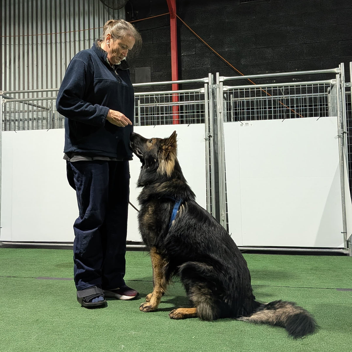 Owner training a German Shepherd dog at a class on a green floor with a white wall and metal gate in the background.