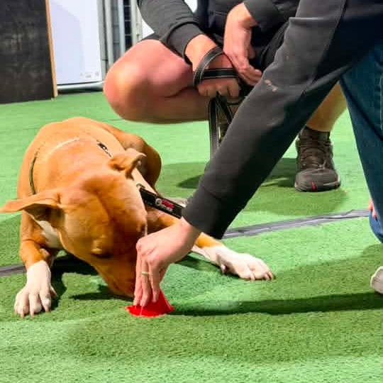 Two people with a dog on a green surface, at a training session.