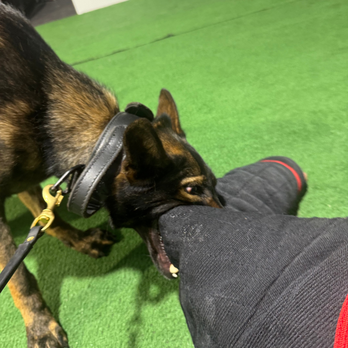 A dog with a black lead and collar biting a humans arm wearing a bite suit.