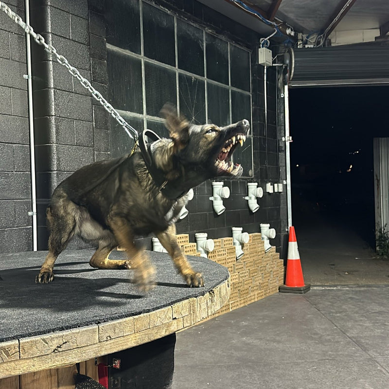 A dog lunging forward showing its teeth while chained to a post.
