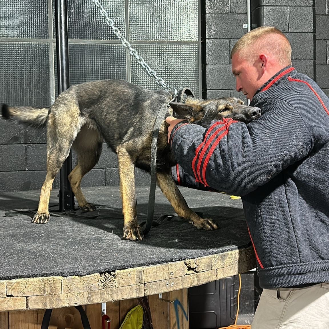 A dog chained to a pole biting a man wearing a bite suit in a controlled situation. 