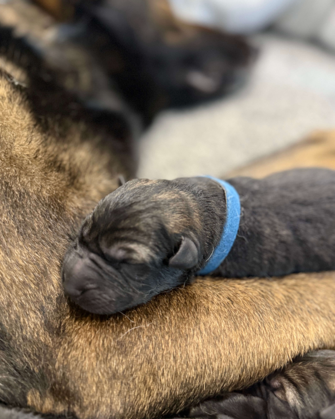 A close-up of a small dark puppy sleeping on its mother's leg, wearing a blue collar.