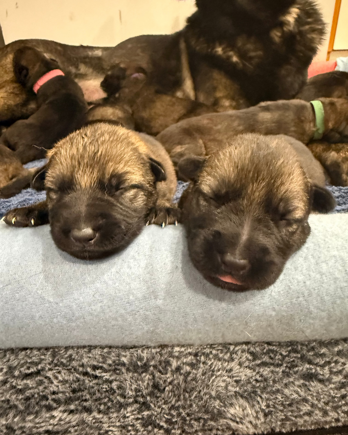 A litter of sleeping puppy dogs, including two large front puppies and several smaller ones behind them, resting on a light blue blanket with a dark shag rug underneath.