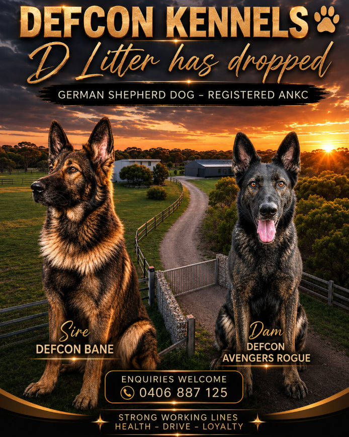 Promotional poster for Defcon Kennels featuring two German Shepherd dogs, labeled 'Sire Defcon Bane' and 'Dam Defcon Avengers Rogue,' seated in front of a sunset farm scene. Large text announces 'D Litter has dropped' and includes contact information and the phrase 'German Shepherd Dog - Registered Ance.