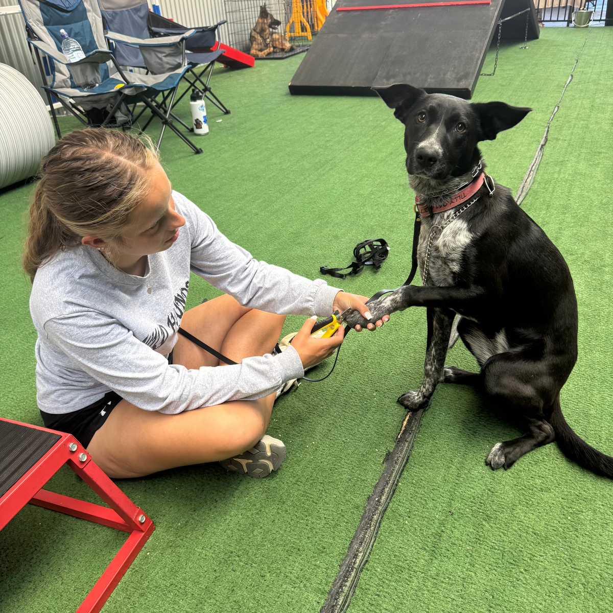 A handler trimming a black dogs nails in warehouse