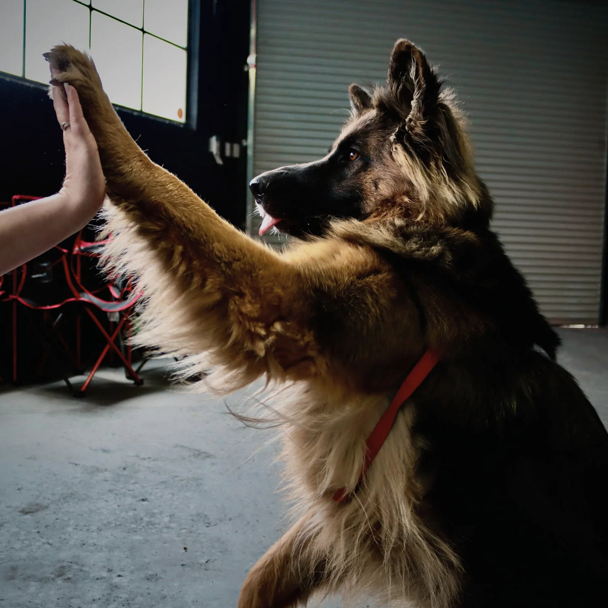 A German Shepard Dog giving a human a high five.