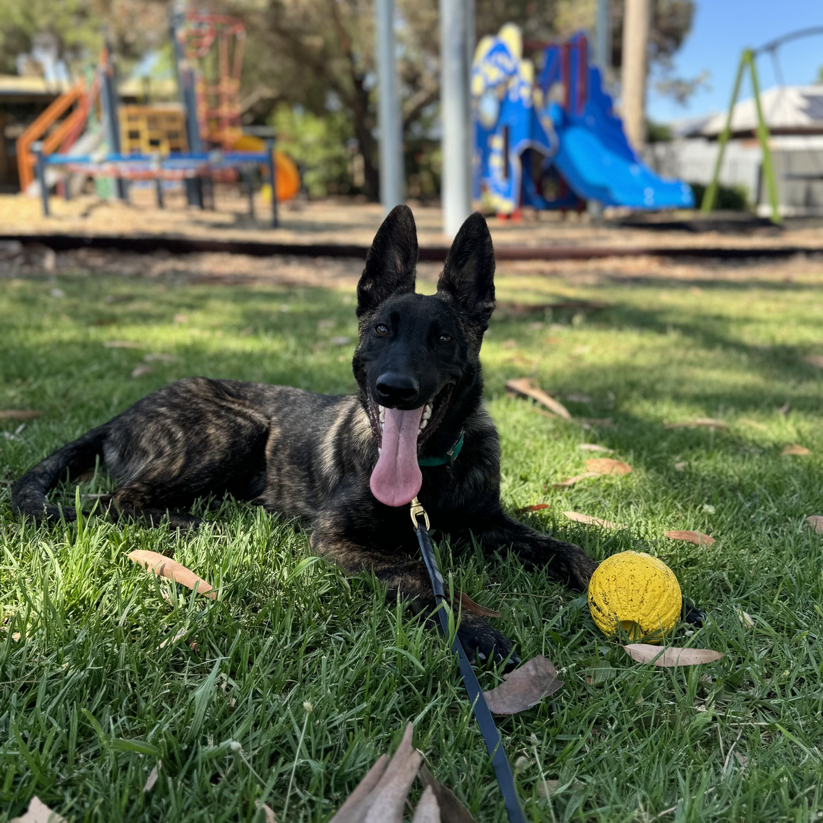 Dog Club SA enrichment during park run adventure Adelaide