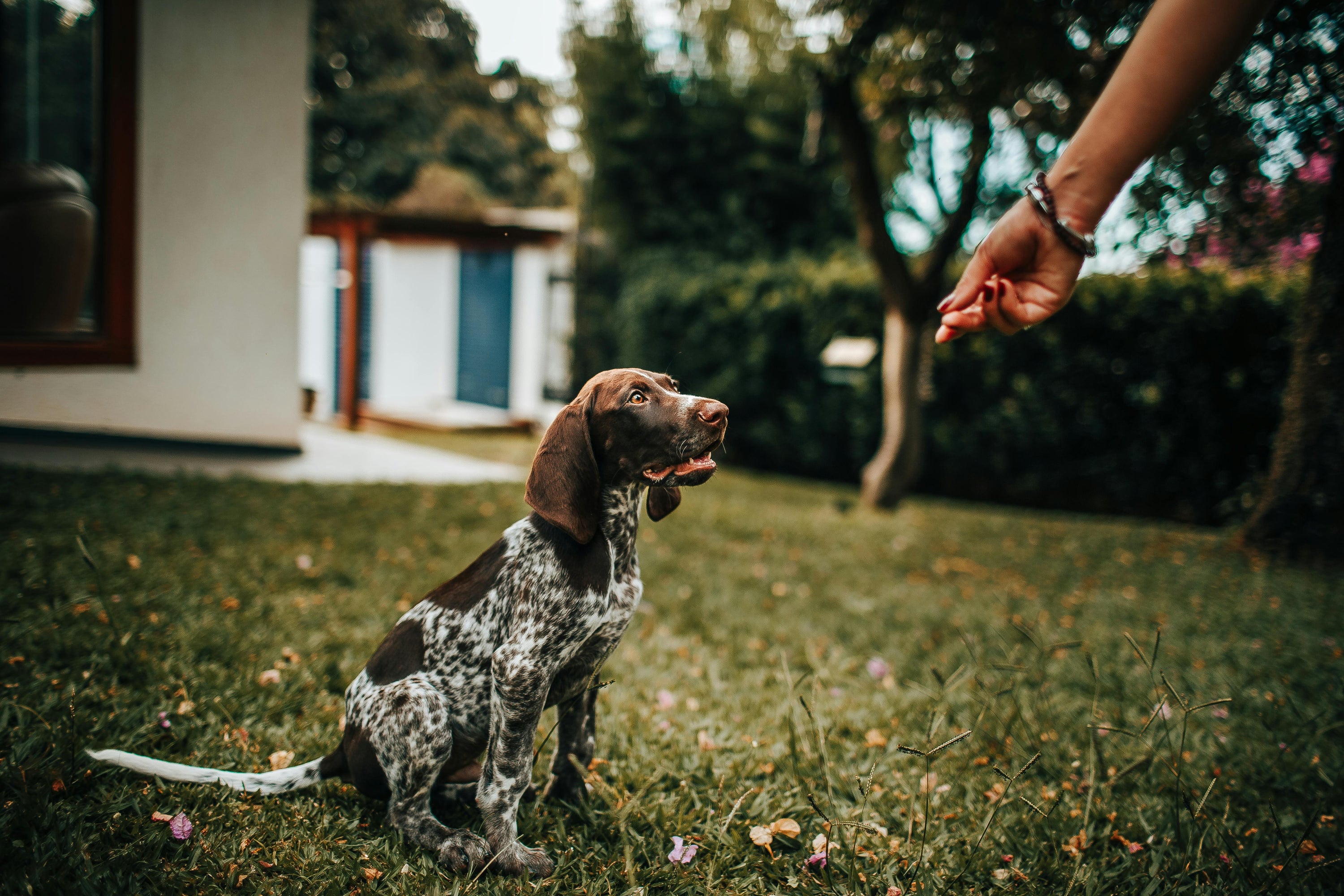 Dog sitting on grass looking up at a person's hand in a garden setting