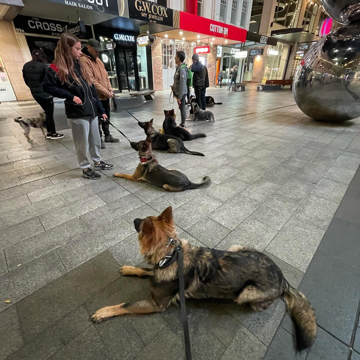 7 dogs with their owners practising obedience in the city.