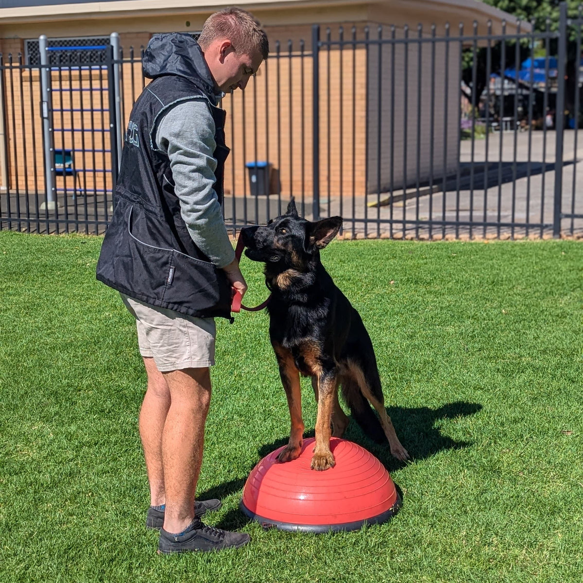 Elevate your skills and transform your career with our exclusive Dog Training Shadow Program, where you will learn directly from a world-class master trainer. This unique program is tailored for aspiring dog training professionals and individuals seeking intensive experience in handling challenging and potentially dangerous dogs.