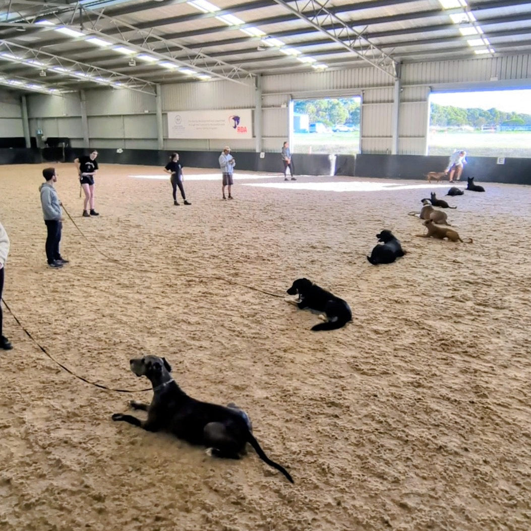 Dogs training in an indoor arena with people supervising