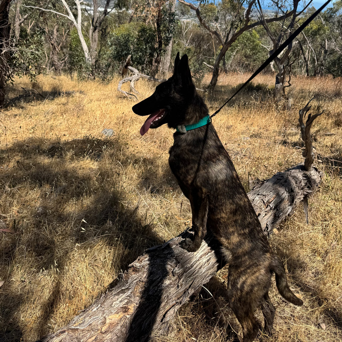 Dog on a leash standing on a log in a forested area with dry grass and trees.