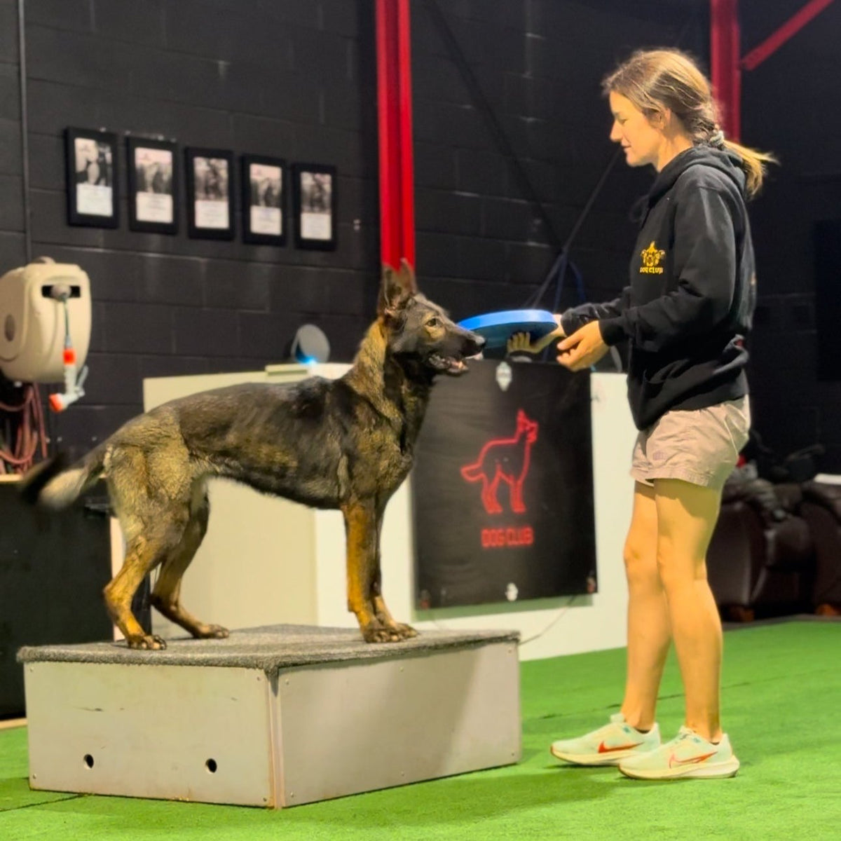Professional dog trainer wearing a Dog Club SA hoodie training dog obedience in warehouse.



