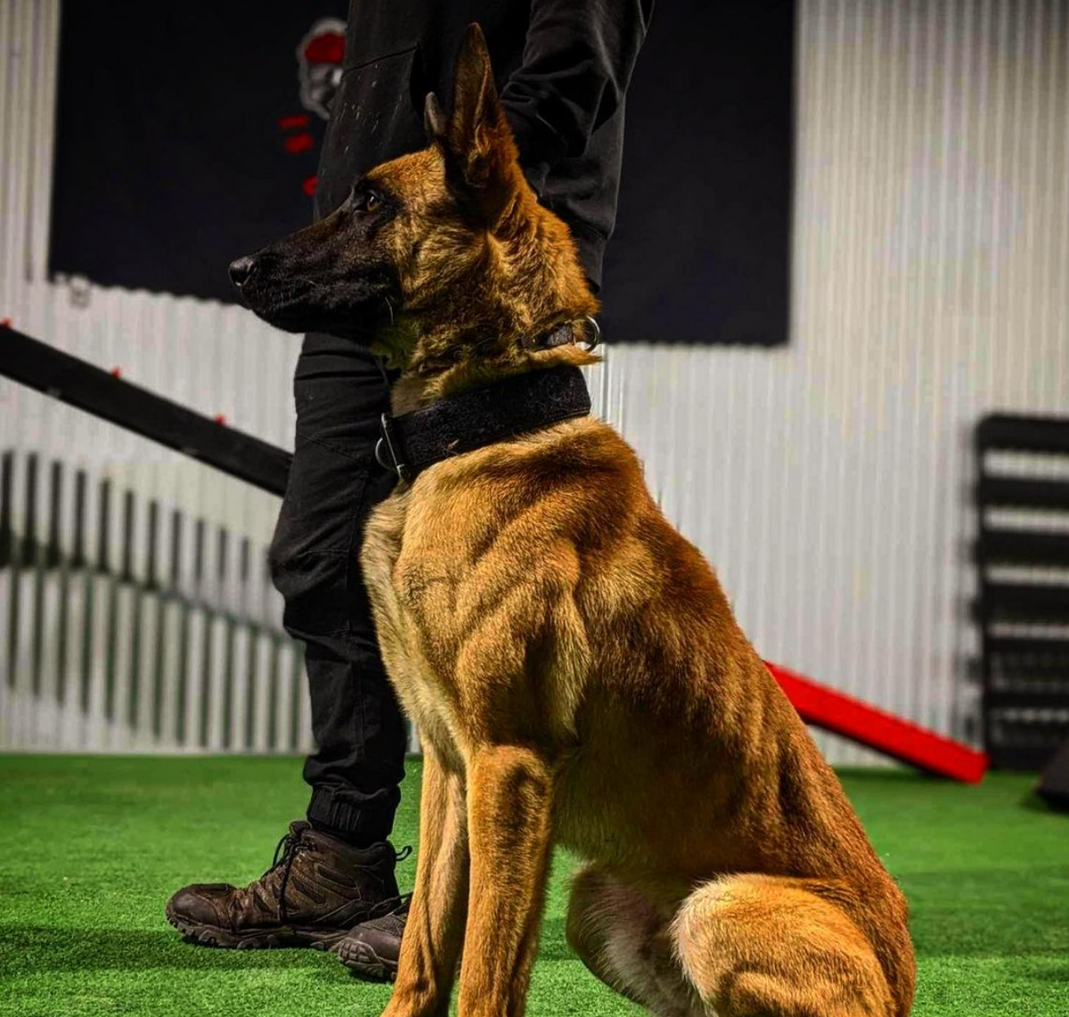German Shepard Dog in training with professional trainer during an initial assessment

