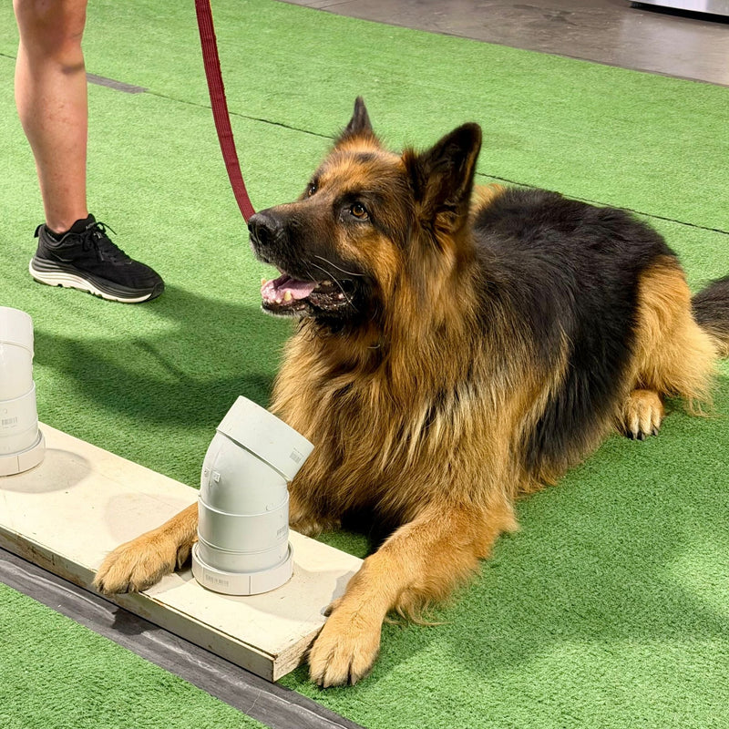 German Shepherd dog on a green artificial lawn with a person and white cylindrical object performing nose work