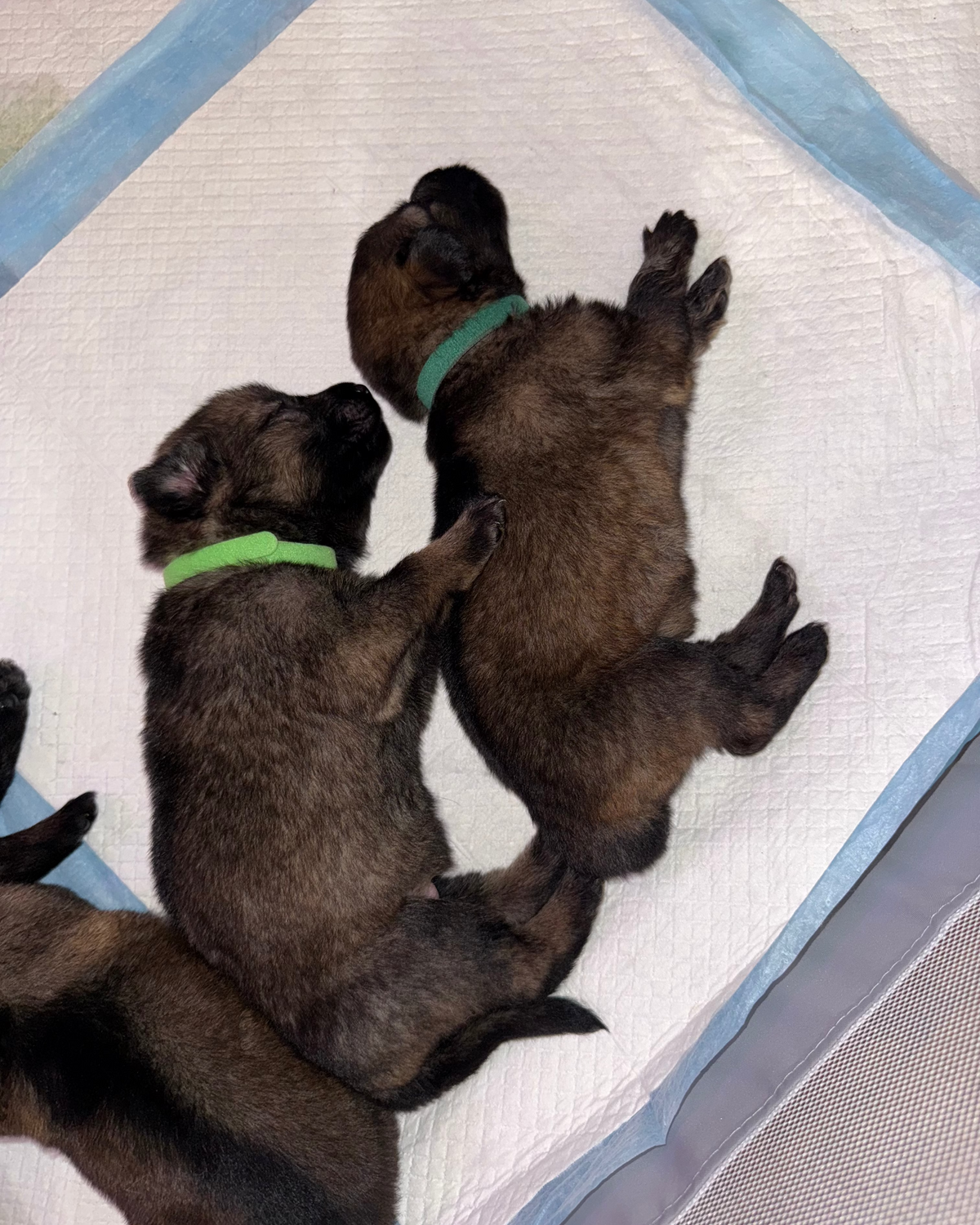 Two dark brown puppies wearing bright green collars sleeping on a white and blue pee pad.