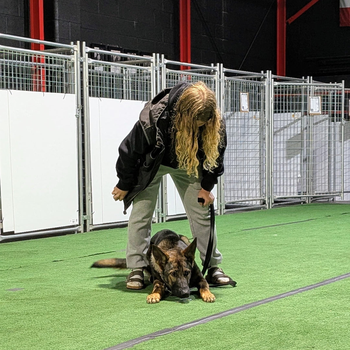 Person training a dog on a green artificial turf in an indoor facility.