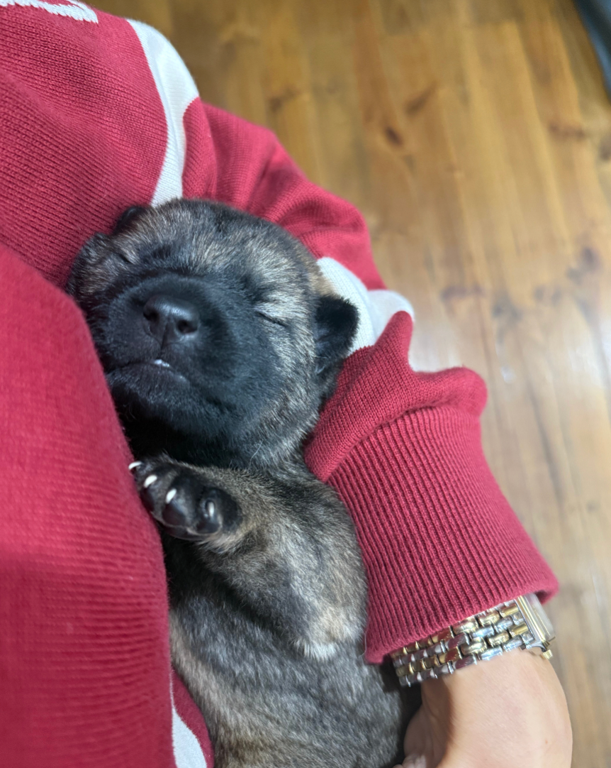 A sleeping puppy with a black and brown coat nestled in a person's red and white striped sweater, with a wooden floor visible in the background.