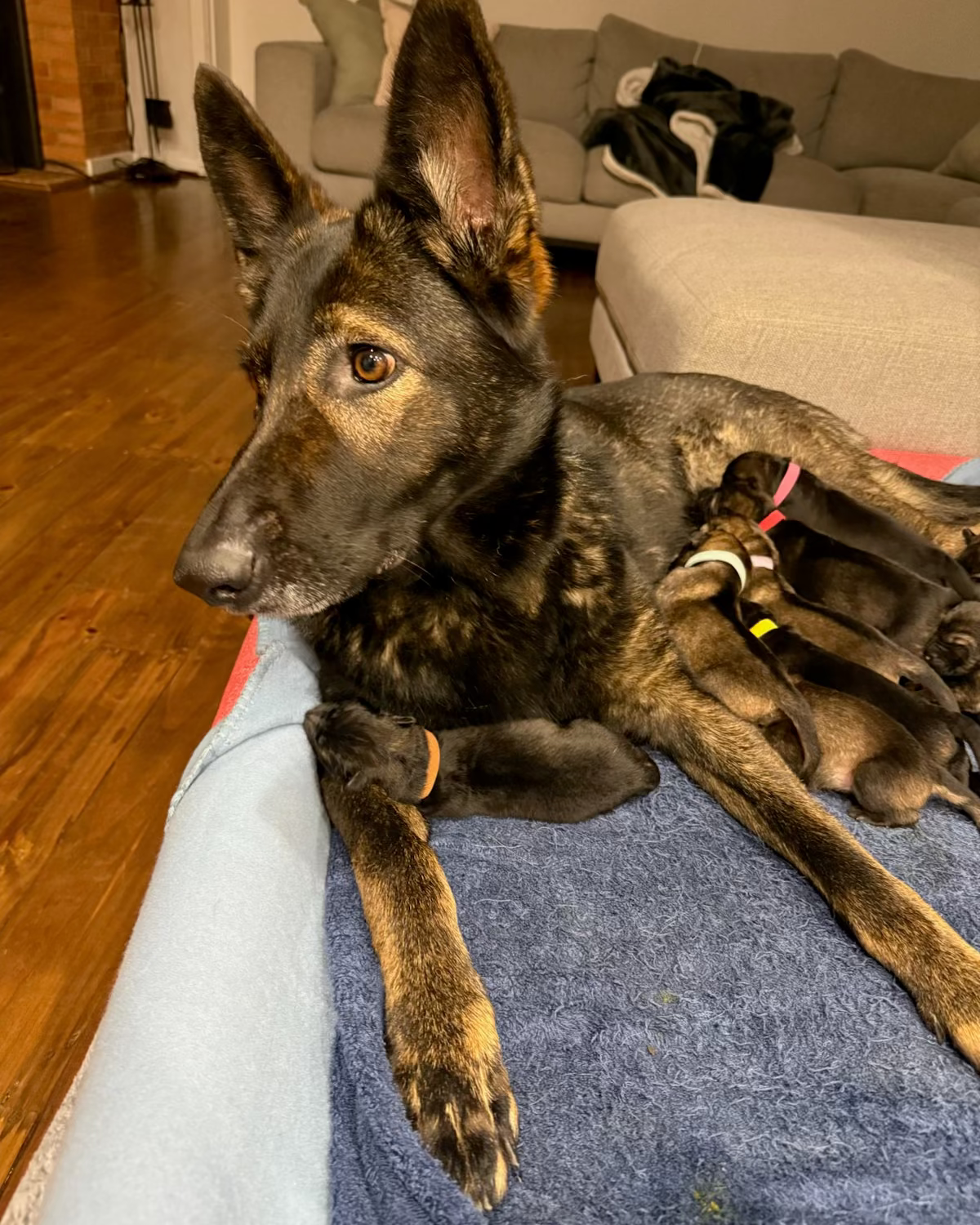 A black and tan German Shepherd dog lying on a blue towel in a living room, with several small puppies nestled against its side.