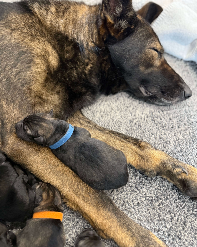 A large black and tan dog lying on a grey blanket with several small black puppies nestled around it. One puppy wears a blue collar and another wears an orange collar.