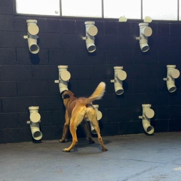 A dog with its head in a pipe, sniffing for an item