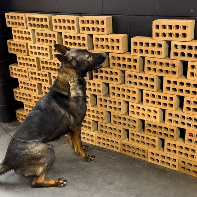 Dog sniffing bricks during scent work class