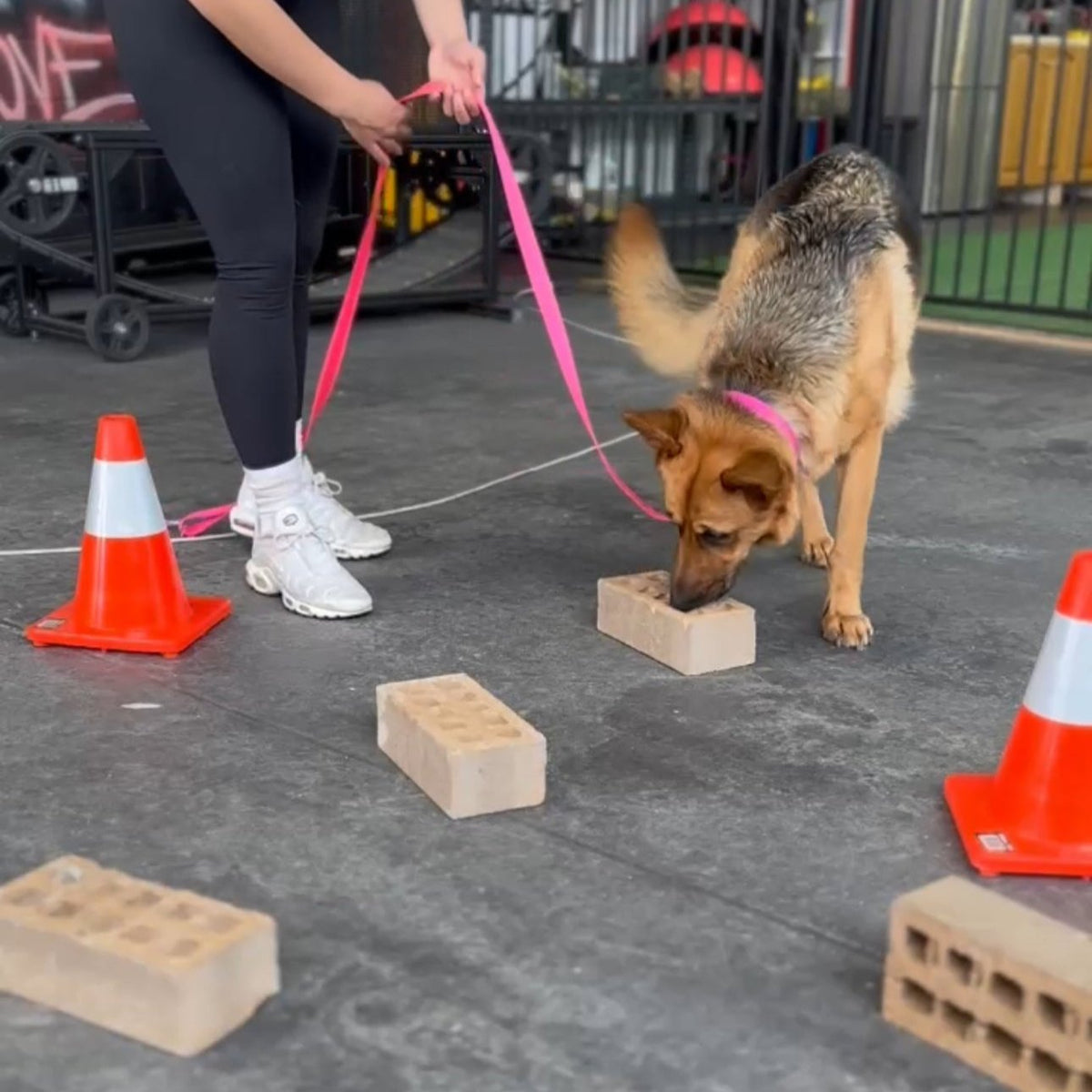 A dog is sniffing at a block while wearing a pink harness and being walked on a leash by a person. There are several orange traffic cones set up in the area.