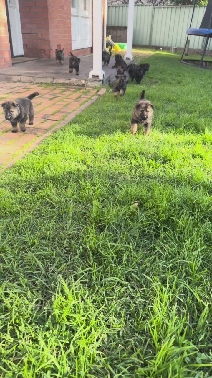 Defcon D litter puppies running around on grassy lawn in backyard.