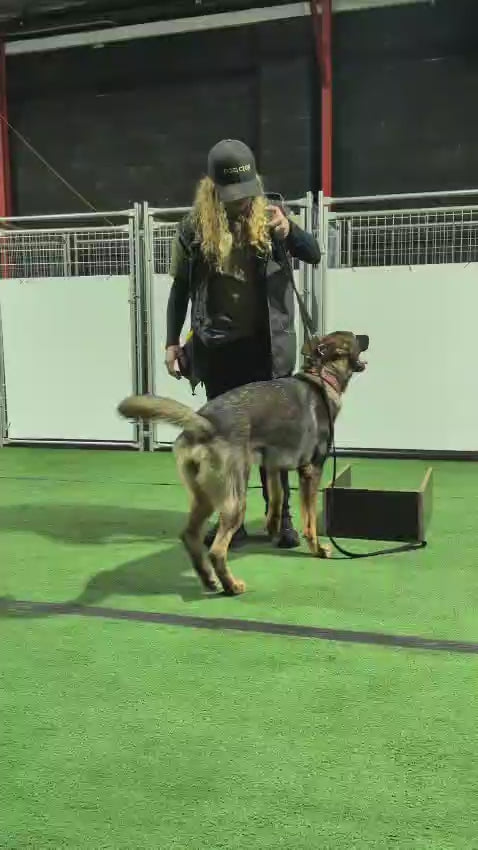 Girl training dog indoor on artificial green using lead pressure