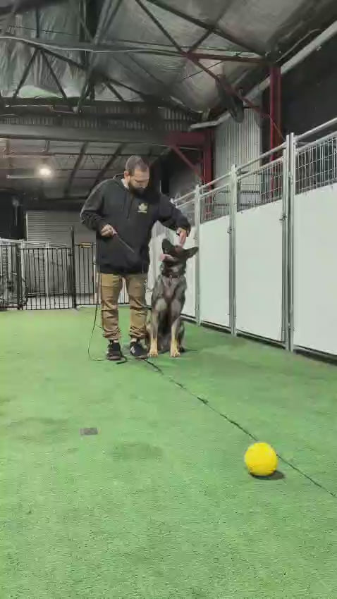Man training dog using vocal commands with assistance of dog trainer