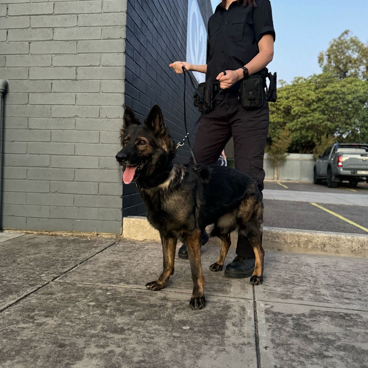 Dog Club SA trainer working with a dog during a private one-on-one training with owner