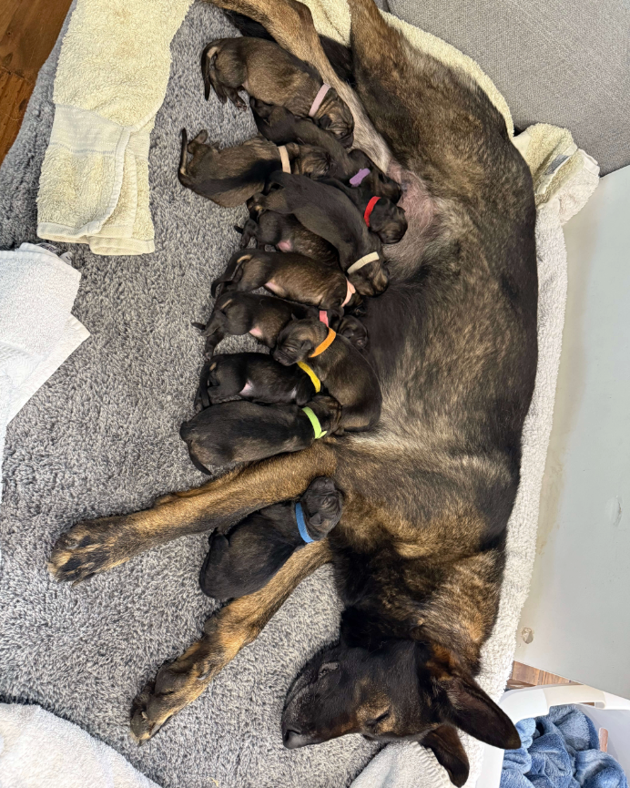 A mother dog lying on a grey blanket with her puppies nursing. The puppies are wearing small collars in different colours.