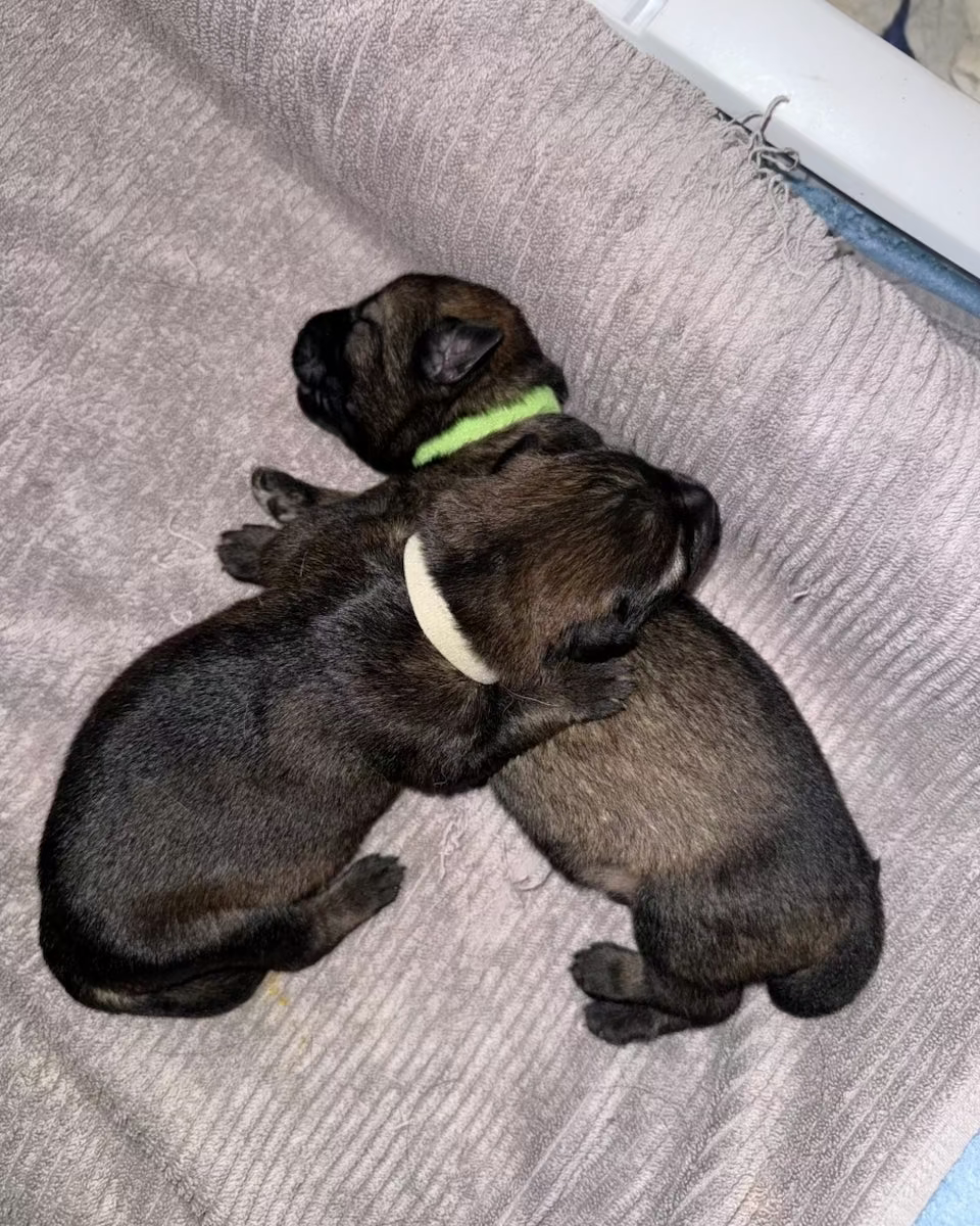 Two dark puppies sleeping closely together on a textured grey blanket, with one puppy wearing a bright green collar.