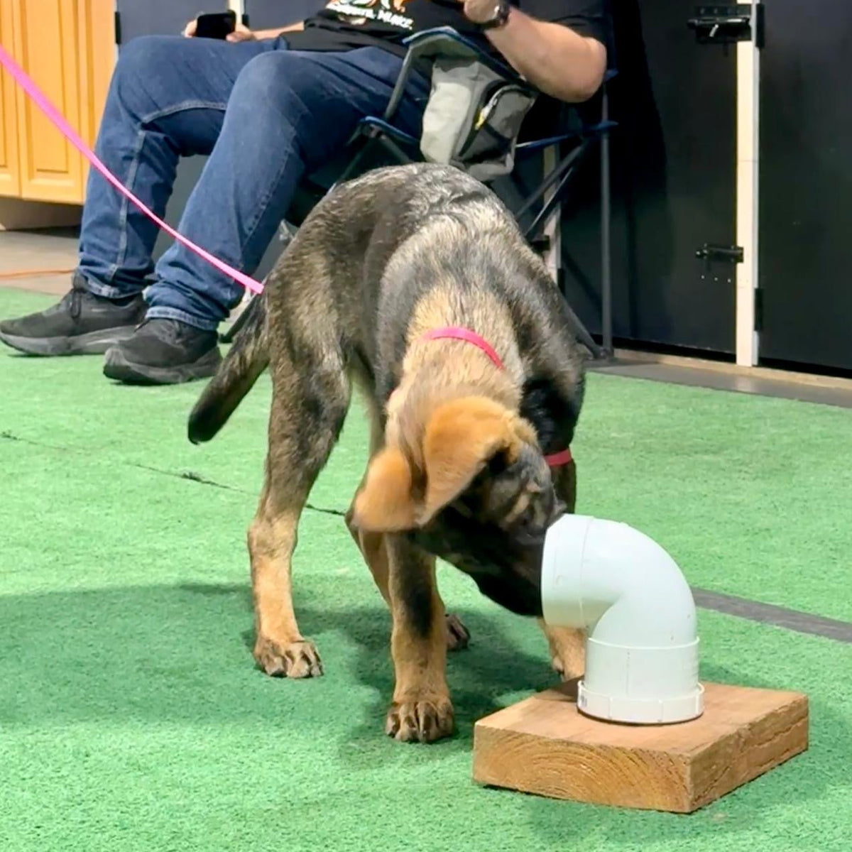 Man sitting watching a puppy interact with a white pipe-like object on a wooden block, training scent work.