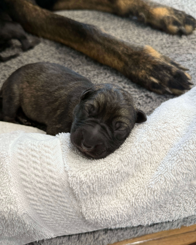 A dark coloured german shepherd puppy sleeping on a white textured towel, with mum dog's legs visible in the background on a grey dog bed.