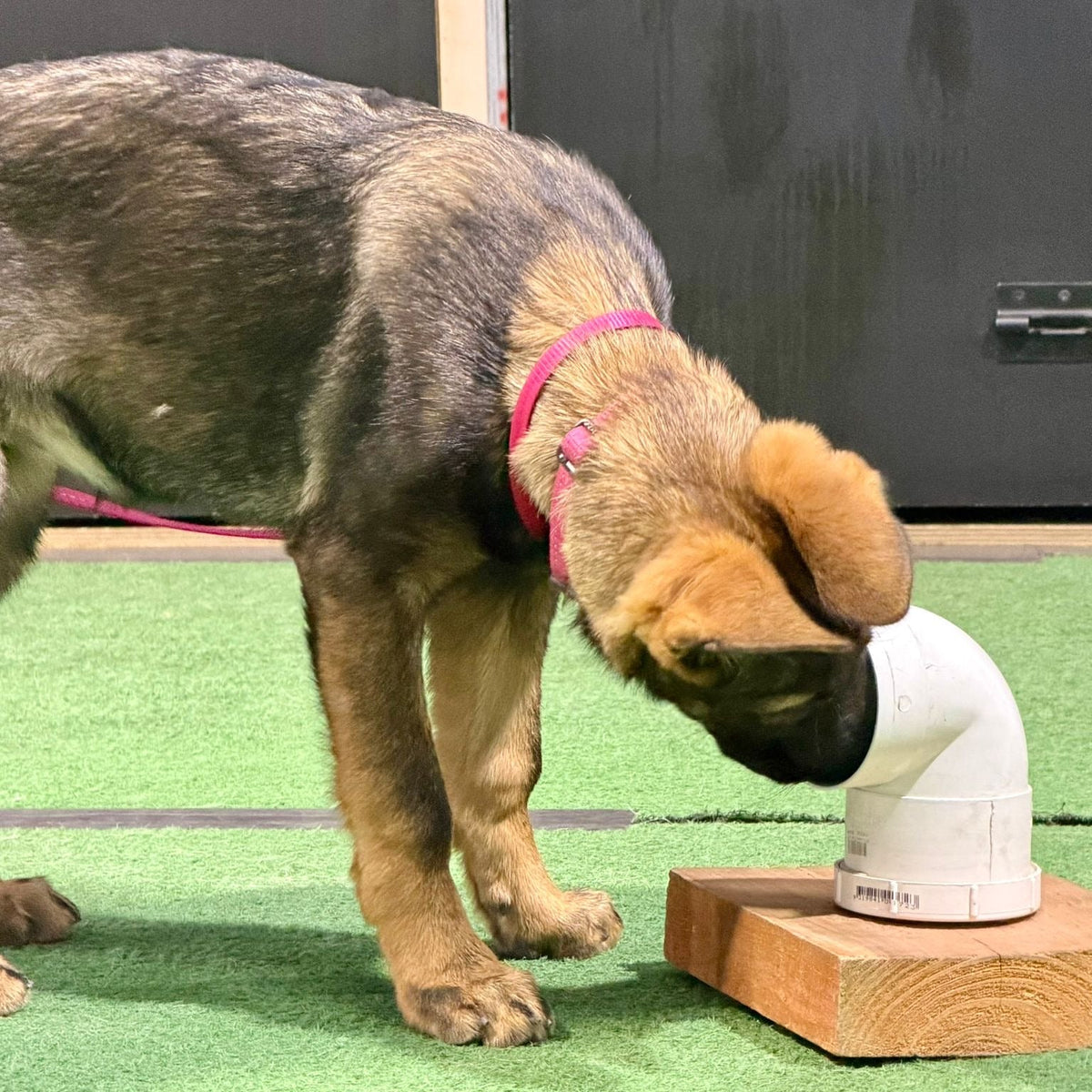 Dog interacting with a white pipe on a green surface
