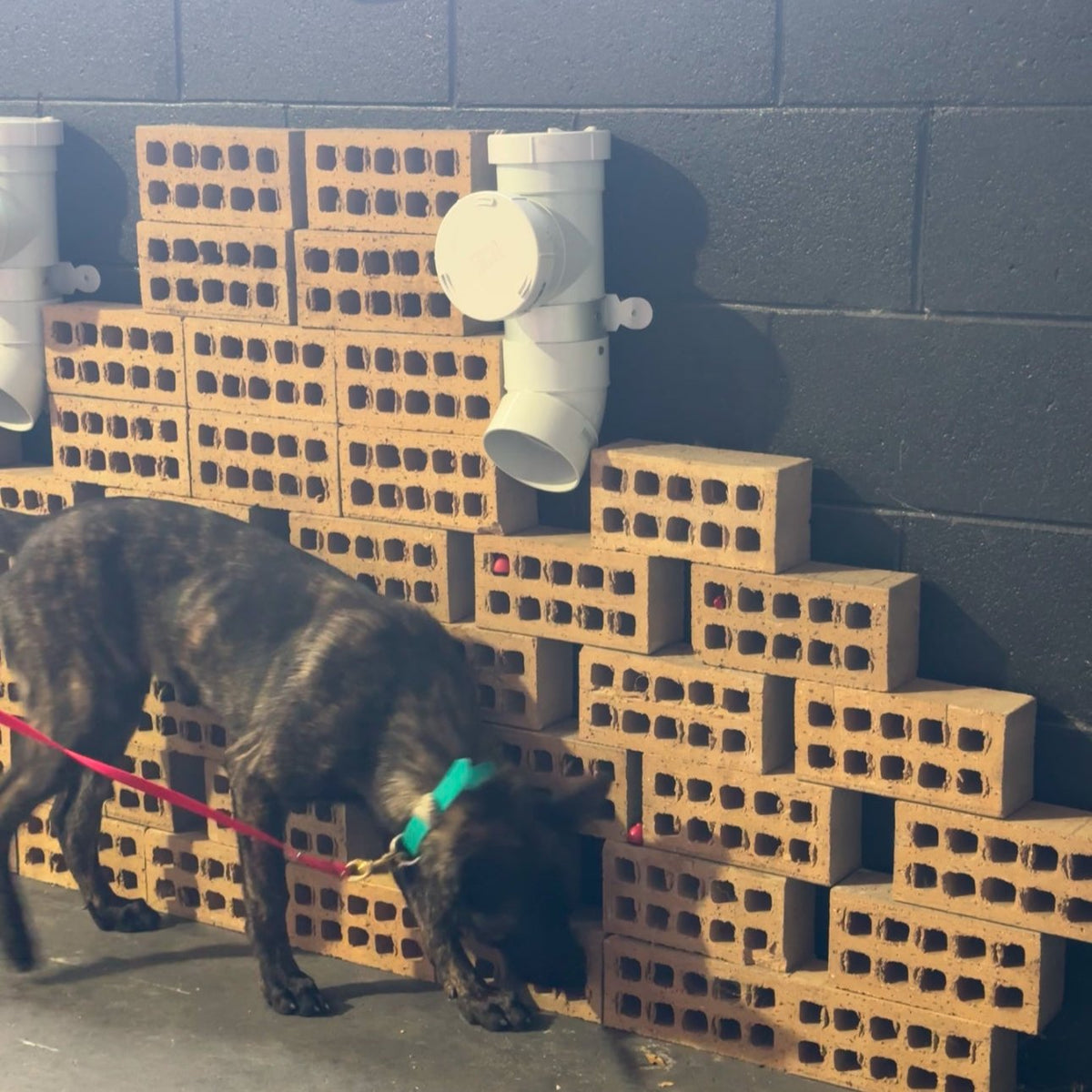 Dog smelling bricks in scent work class being held on a red lead